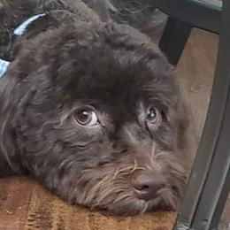 Cocoa - Havanese