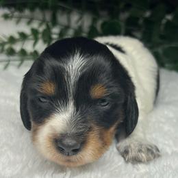 Candy cane - Piebald female Dachshund puppy in Payette, Idaho from NT Mini Doxies