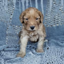 Boy 3 - Apricot male Australian Labradoodle puppy in Harrisonburg, Virginia from Crown Doodles