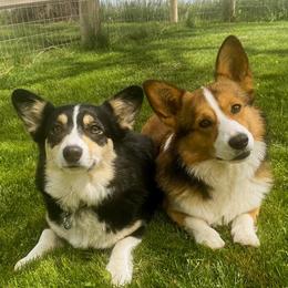 Pembroke Welsh Corgis from Boekel Farms Corgis