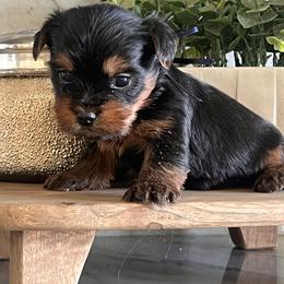 Blue Boy - Black and gold male Yorkshire Terrier puppy in Meridian, Idaho from Doodles of Idaho