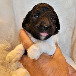 Poodle Puppies from Chapel Hill Poodles