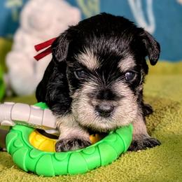 Red collar - Black and silver male Miniature Schnauzer puppy in Brownwood, Texas from Texas Dreams Mini Schnauzers