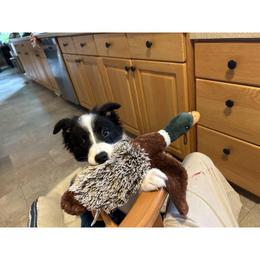 Border Collie Puppies from Cahill’s Canines
