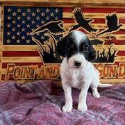 Girl 6 - Blue belton and tan (tri-color) English Setter puppy in Potosi, Wisconsin from Point and Flush Gun Dogs
