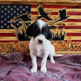 Girl 6 - Blue belton and tan (tri-color) English Setter puppy in Potosi, Wisconsin from Point and Flush Gun Dogs