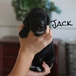 Jack - Black and white male English Cocker Spaniel puppy in New Mexico from HighBrassGunDogs
