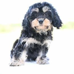 Winnie - Black and tan female Cavapoo puppy in Lawton, Oklahoma from Lindsey’s Cavies
