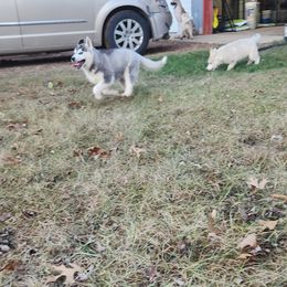 Siberian Husky Puppies from Spirit of the Moon Siberians