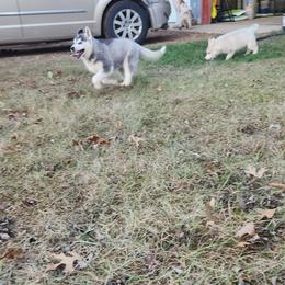 Siberian Husky Puppies from Spirit of the Moon Siberians