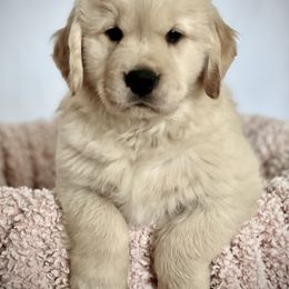 Golden Retriever Puppies from GameChanger Golden Retrievers
