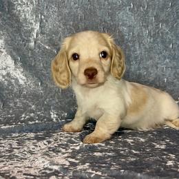 Cream pie - Cream male Dachshund puppy in Poteau, Oklahoma from Sisters Dazzling Dachshunds