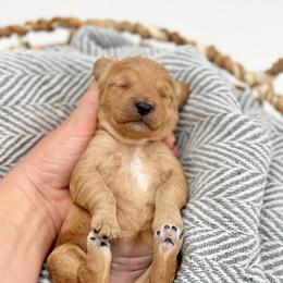 Isla - Apricot female Goldendoodle puppy in Queen Creek, Arizona from Goldendoodle AZ