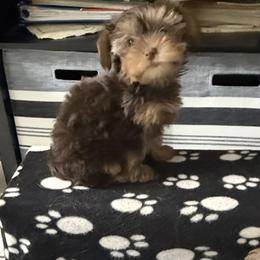 Penny AKC - Chocolate and tan female Yorkshire Terrier puppy in Labelle, Florida from Chocolate and Parti Yorkies in Florida