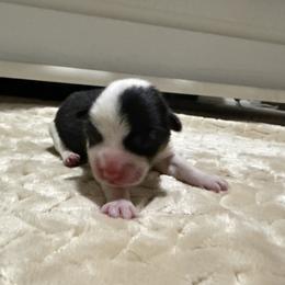 Girl 3 - Black and tan female American Corgi puppy in Decatur, Texas from Bar S Corgis