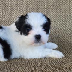 Dora - Black and white female Shichon puppy in Limestone, Tennessee from Pilot Hill Teddy Bear Puppies