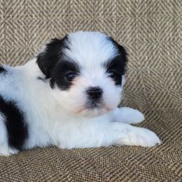 Dora - Black and white female Shichon puppy in Limestone, Tennessee from Pilot Hill Teddy Bear Puppies