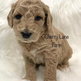 Goldendoodle Puppies from Cherry Lane Farm