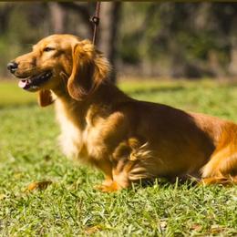 Howler - Dachshund