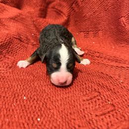 Female 5 - Tri-color female Bernedoodle puppy in Laurens, Virginia from Pine Brook Pups