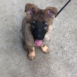 German Shepherd Puppies from Rathbone Kennels