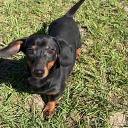 Carla - Black and tan female Dachshund puppy in Waycross, Georgia from Southern Paws