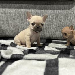 French Bulldog Puppies from Ritchie’s Frenchies