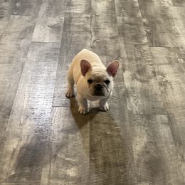 French Bulldog Puppies from The Midwest Frenchies