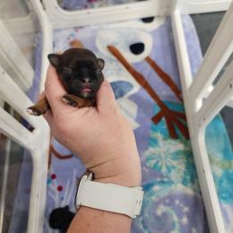 Red and Black Girl - Red female Shih Tzu puppy in Sapulpa, Oklahoma from Faith Hope and Love Shih Tzu's