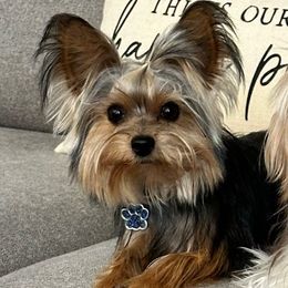 Beni - Yorkshire Terrier