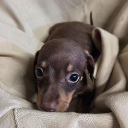 No collar girl - Chocolate and tan female Dachshund puppy in St. Agatha, Maine from Spruce Valley Miniature Dachshunds & Boston Terriers