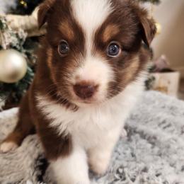 Bella - Red tri female Miniature Australian Shepherd puppy in Lakeland, Florida from Sunshine Mini Aussies