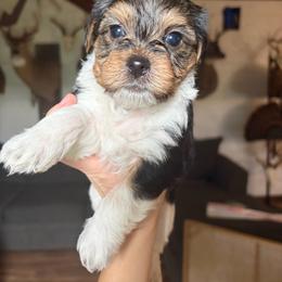 Parti Boy - Parti male Yorkshire Terrier puppy in Gilbertown, Alabama from Sasha's Yorkie Babes
