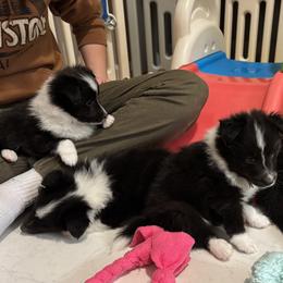 Sim - Black and white male Shetland Sheepdog puppy in Ypsilanti, Michigan from Rollinghills Breeders