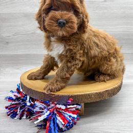 Pedro - Red male Cockapoo puppy in Beresford, South Dakota from DAKOTA DOOD RANCH