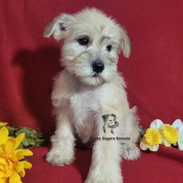 Companion Cross, Miniature Schnauzer, and Yorkshire Terrier Puppies from Puppy Sugars Kennels