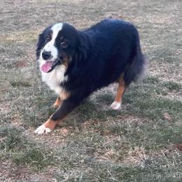 Daphne - Miniature American Shepherd