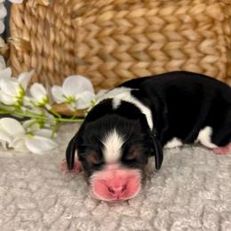 Zack - Black white and tan male English Springer Spaniel puppy in Swainsboro, Georgia from Sweet Georgia Springers