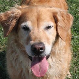 Golden Retriever All Grown Up from Pemberley Retrievers