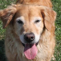 Golden Retriever All Grown Up from Pemberley Retrievers