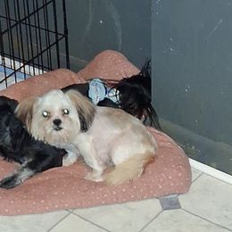 Girl 2 - Black gold and white female Shih Tzu puppy in Birmingham, Alabama from K&D kennels