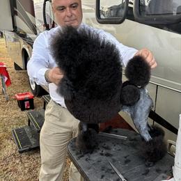 Drama - Poodle