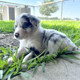 Australian Shepherd Puppies from DB Legends