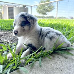 Australian Shepherd Puppies from DB Legends