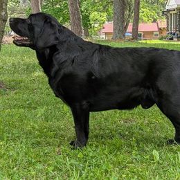Goose - Labrador Retriever