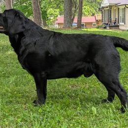Goose - Labrador Retriever