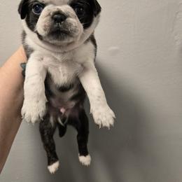 Boy 4 (Panda) - Brindle male Pug puppy in Auburn, Kentucky from Prentice Family Pugs