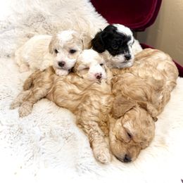 Goldendoodle and Maltipoo Puppies from Wish Locket Pups