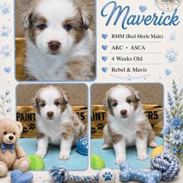 Maverick - Red merle male Australian Shepherd puppy in Magee, Mississippi from Paint ByNumbers Ranch