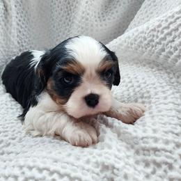 Val - Tri-color female Cavalier King Charles Spaniel puppy in Salisbury, North Carolina from Nanny Bugs Pups